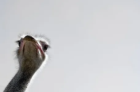 Ostrich Looking Up
