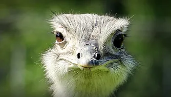 Ostrich